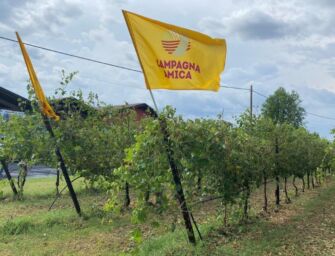 Reggio. Al via la vendemmia con una produzione nella media e una buona qualità