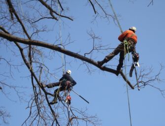 Cura degli alberi, nasce l’arboricoltore