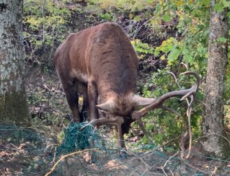 Villa Minozzo (Re). Cervo resta incastrato in una recinzione: sedato e salvato