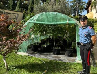 Quattro Castella. Nel giardino di casa la serra di marijuana: 63 piante fino a 1 metro e 80, arrestato