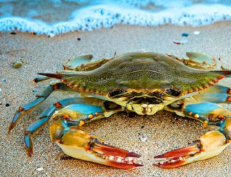 Granchio blu, 1,5 euro al chilo per la raccolta