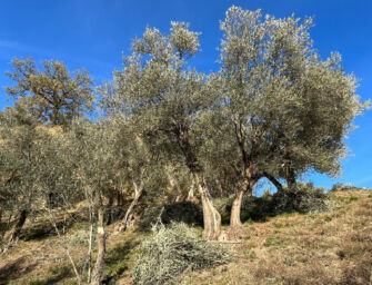 Quattro Castella. Un oliveto secolare ai piedi del castello di Bianello