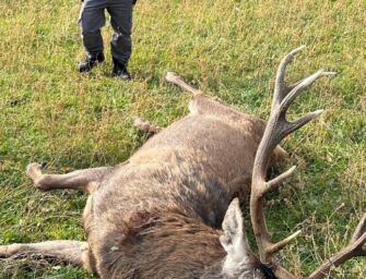 Bracconieri a Capodanno uccidono un cervo adulto a Monzuno