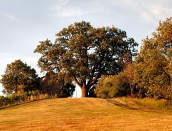 Gli alberi monumentali reggiani salgono a quattro, ecco dove sono