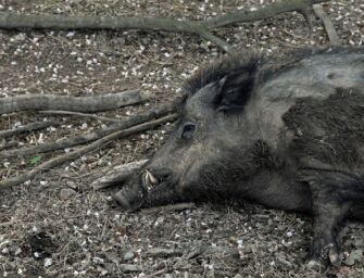 Peste suina, nuovo caso a Piacenza