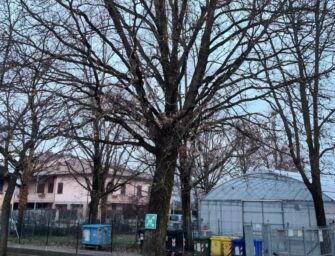 Reggio. Una quercia rischia di far saltare il progetto Pnrr della nuova palestra