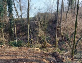Reggio. Chi abbatte alberi sul Rio Coviola?