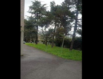Segnalazione: “In via Riccio Fogliani vogliono abbattere 19 alberi, sit-in”