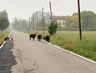 Peste suina, danni a export e allevamenti