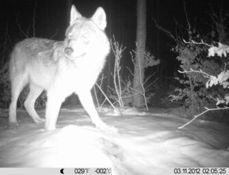 L’Emilia-Romagna in prima linea per contenere l’impatto dei lupi: prevenzione e indennizzi agli agricoltori