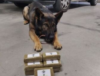 Guida e telefona: fermato, il cane fiuta droga