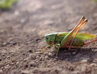 Coldiretti lancia l’allarme delle cavallette