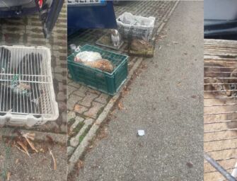 Reggio. Mercato abusivo animali all’ex Foro Boario: “Al Consiglio comunale non interessa”