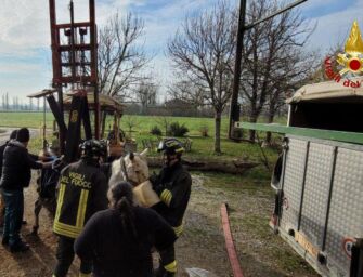 Nonantola, i vigili del fuoco salvano cavallo