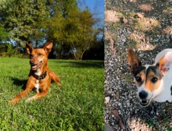 Casalgrande, bocconi avvelenati uccidono cani domestici