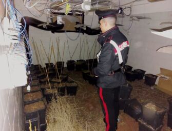 Guastalla, scoperta una “fabbrica della marijuana”: sequestrati 40 kg già confezionati