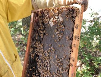 “Miele solidale”, l’attività della cooperativa Il Girasole si amplia con nuove assunzioni