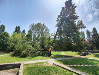 Reggio, durante il nubifragio di sabato alberi abbattuti dal vento per l’effetto vela