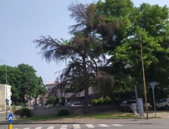 Ugo Pellini: “In zona Mirabello un cedro secco a rischio caduta, il Comune non se ne occupa”