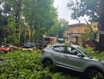 Reggio, albero crolla sulle auto in viale Monte Grappa. L’assessora Bonvicini: “Eventi non sempre prevedibili”
