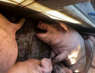 La denuncia di Essere Animali: “Sull’A1 maiali in viaggio verso i macelli dell’Emilia in camion senz’acqua e con 45 gradi”