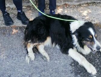 Modena, cane costretto a camminare sull’asfalto rovente: denunciato il padrone