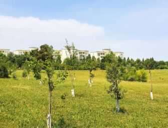 KilometroVerdeParma, 85.500 alberi contro le isole di calore urbane