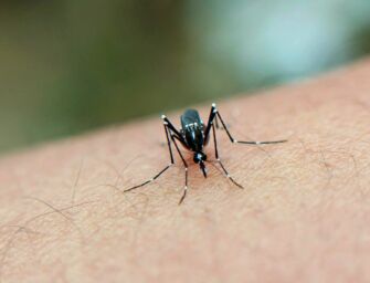 Un caso sospetto di chikungunya anche a Casalgrande, al via la disinfestazione a scopo precauzionale