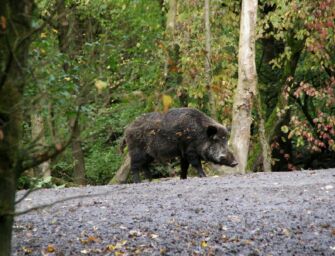 Peste suina africana, dieci comuni del Piacentino fuori dalla zona di restrizione 3