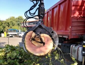 Reggio, abbattuti tre platani a rischio caduta in via Adua