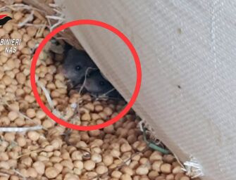 Topi ed escrementi nel capannone, sequestrate 24 tonnellate di cereali e pasta in val d’Enza