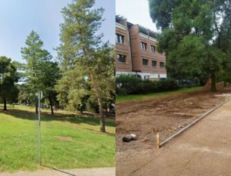 Reggio, tagliati due pini al Parco del legno di via Cecati. Pellini: “Tolti solo perché d’intralcio”