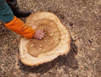 Reggio, abbattuti tre tigli a rischio caduta in corso Garibaldi e piazza Fontanesi