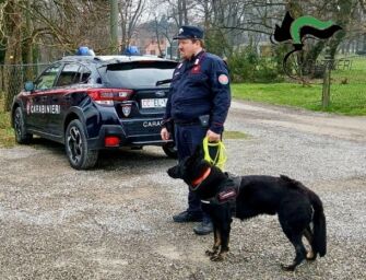 Allarme esche avvelenate, carabinieri forestali in azione a Reggio, Correggio, Bagnolo e Rubiera