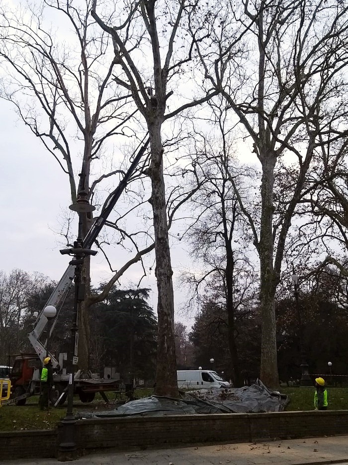 I platani in fase di abbattimento al parco del Popolo di Reggio Emilia