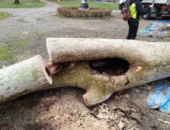 Reggio, al parco del Popolo via all’abbattimento di quattro platani a rischio caduta