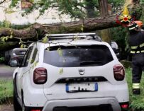 Tragedia sfiorata a Reggio: grossa pianta crolla su un’auto nel parcheggio della piscina di via Melato