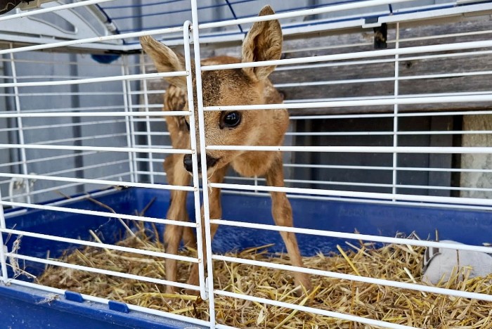 Il cucciolo di capriolo in gabbia ritrovato in una casa di Vetto