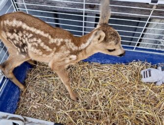 Vetto, si portano a casa un cucciolo di… capriolo: rischiano carcere e multe salate
