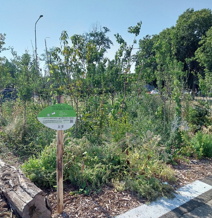 La microforesta nel parcheggio di via Mazzacurati a Reggio Emilia