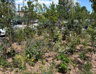 Reggio, in via Mazzacurati microforeste al posto dell’asfalto contro le isole di calore