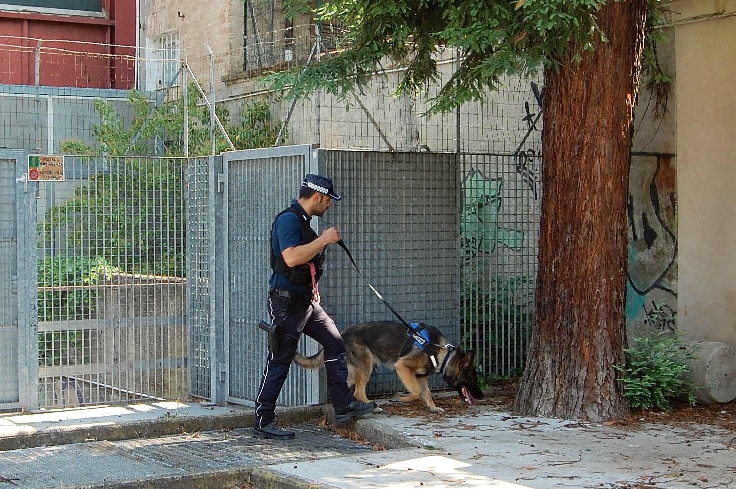 L'unità cinofila Lupo K9 con la Polizia locale di Reggio Emilia