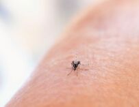 Sospetto caso di Chikungunya a Reggio, nella notte prima disinfestazione precauzionale
