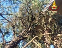 Bagnolo in Piano, abete cade e finisce sul tetto di una casa