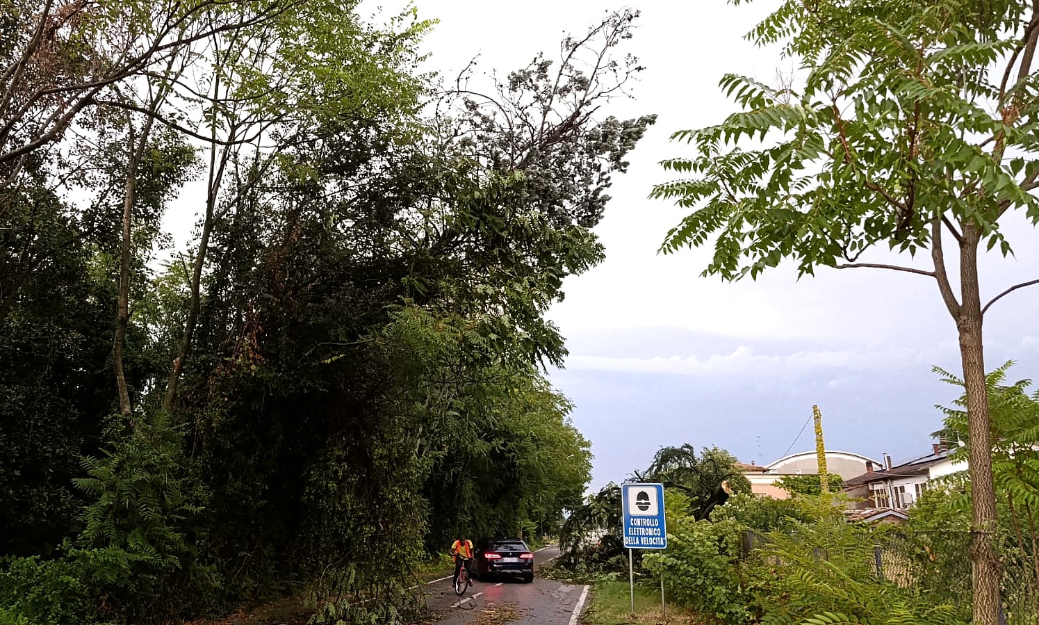 Alberi sulla strada provinciale Sp14 a Spilamberto