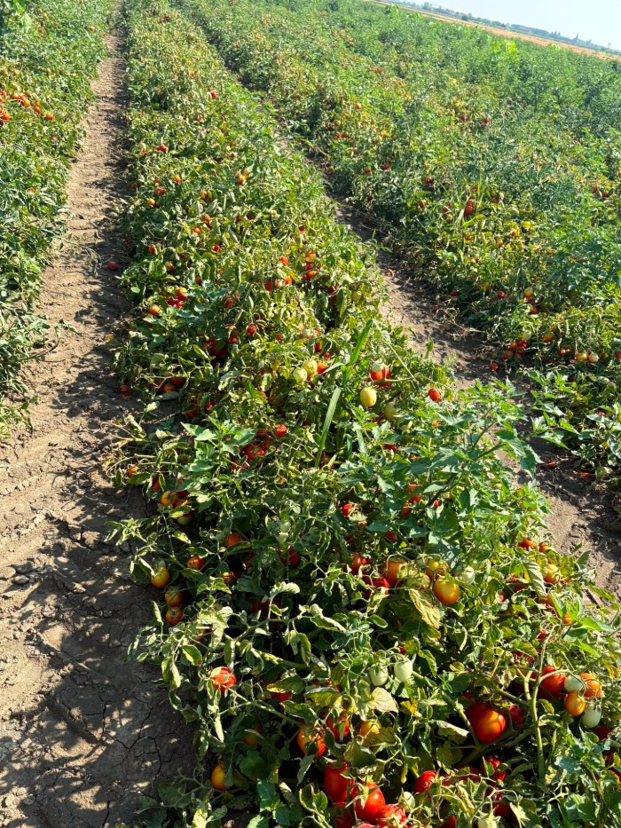 Un campo di pomodori