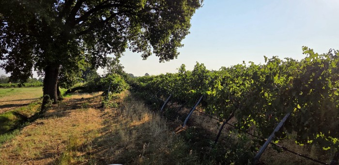 I danni del maltempo nelle campagne reggiane: un vigneto abbattuto a Casalgrande