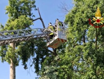 Correggio. Albero cade sui cavi elettrici a Fosdondo, arrivano i vigili del fuoco