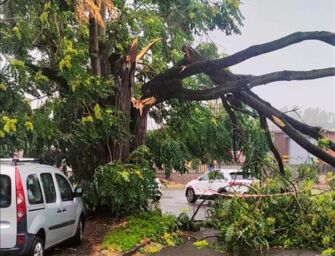 Maltempo in Emilia-Romagna, l’altra faccia dell’estate: alberi caduti e allagamenti