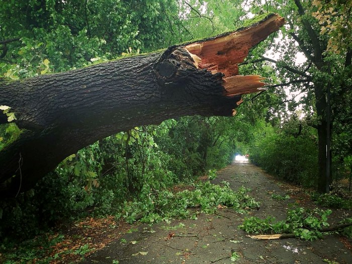Una quercia spezzata in via Acque Chiare a Reggio Emilia
